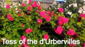 Английские розы. Шрабы. Пять сортов