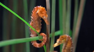 4K Аквариум морские конки и Расслабляющая Музыка - Плейлист Нон-Стоп 8.