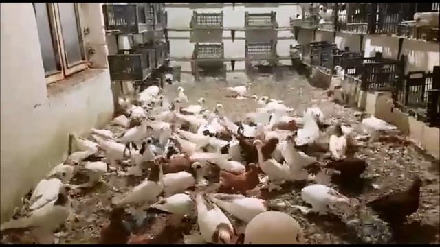 ВОТ ЭТО ПОВОРОТ - Голуби нашего Друга с ИРАНА / Iranian Pigeon (Amir Estakhri ) смотреть онлайн