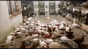 ВОТ ЭТО ПОВОРОТ - Голуби нашего Друга с ИРАНА / Iranian Pigeon (Amir Estakhri )