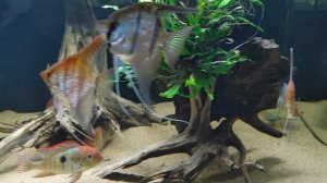 геофагус гвианокара рио нанай манакапуру