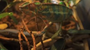 Домашний хамелеон: как содержать эту экзотическую ящерицу