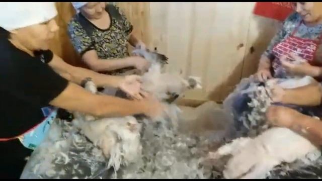 «КАЗ ӨМӘСЕ- 2020» Праздник гусиного пера в деревне Качкиново, 2020 год смотреть онлайн