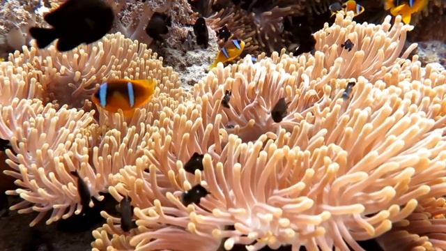 Выгодные туры в Шарм Эль Шейх смотреть онлайн