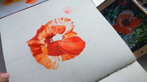Мак акварелью. Художник Юлия степашкина