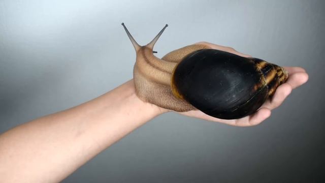 5 причин завести гигантскую африканскую улитку смотреть онлайн