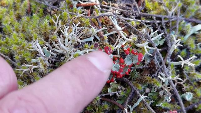 Fructificación de un ascoliquen del género Cladonia смотреть онлайн