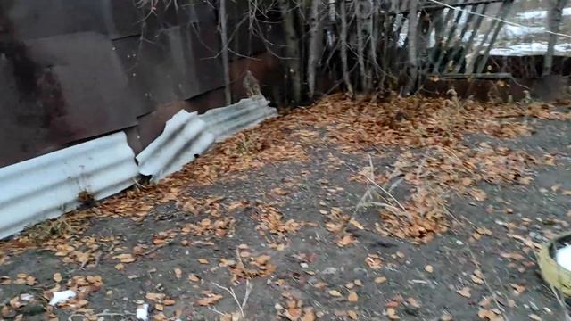 Посадили грибы Семена Мицелий Опенок Луговой смотреть онлайн