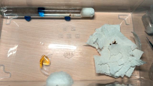 Вывод матки ос из зимовки с печальным концом?. #МуравьиЯрославль смотреть онлайн