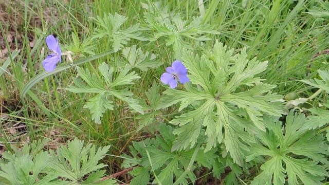 Geranium pratense 200606 смотреть онлайн