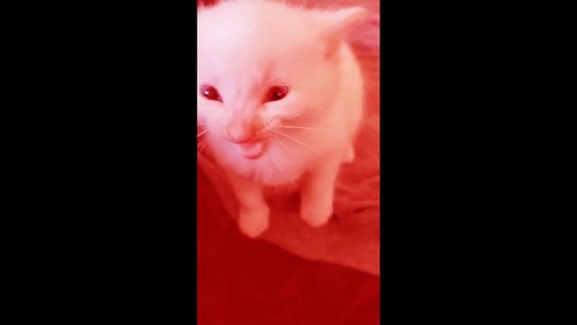 Hi Herbert(doom) смотреть онлайн