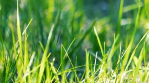 Футаж — В зеленой траве. Футажи (footage) красивая природа [FullHD]