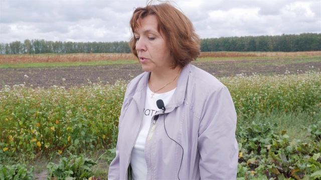 Болезни и вредители свеклы столовой. Защита свеклы от вредителей и болезней. смотреть онлайн