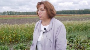 Болезни и вредители свеклы столовой. Защита свеклы от вредителей и болезней.