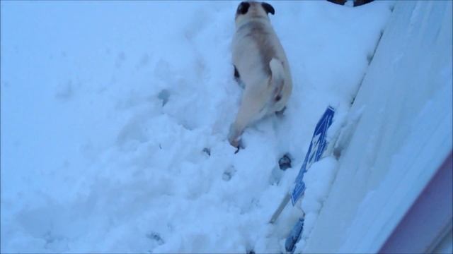 Pug Hates Snow, Goes Crazy смотреть онлайн