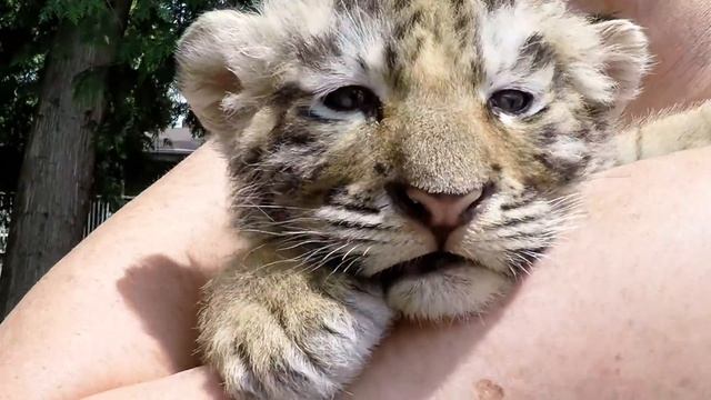 Tiny tiger cub tries to roar смотреть онлайн