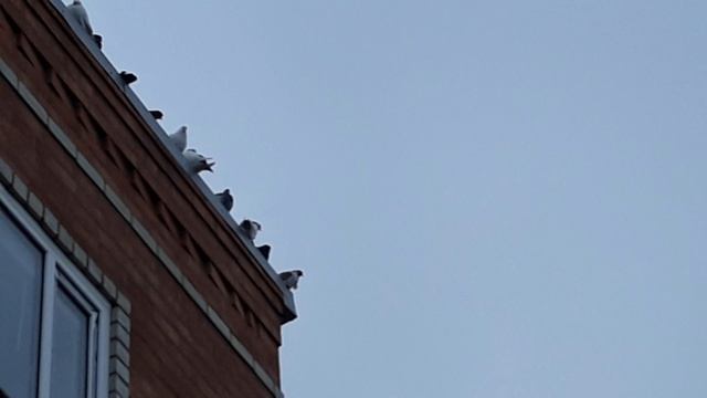 Полёт моих голубей / кормление / вечерняя посадка смотреть онлайн