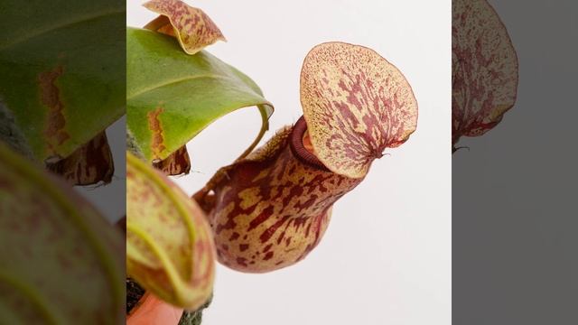 Nepenthes Introduction смотреть онлайн