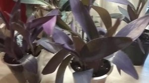 СЕТКРЕАЗИЯ ПУРПУРНАЯ. #Сеткреазия