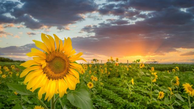 LIFE BLOSSOM, BLESSINGS #dream #sunflowers #sunset смотреть онлайн