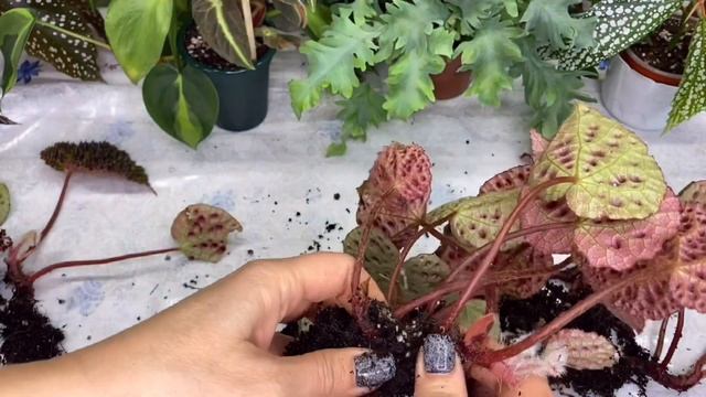 КАК СПАСТИ БЕГОНИЮ ОТ ГИБЕЛИ??? смотреть онлайн