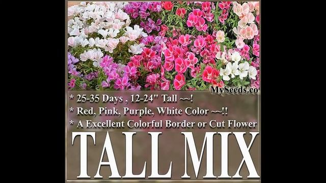 CLARKIA GODETIA COLORFUL TALL MIX FLOWER SEEDS on www.MySeeds.Co смотреть онлайн