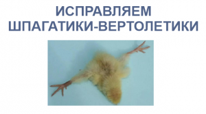 Как исправить шпагатики, вертолетики у птенцов с разъезжающимися лапками индюшата цыплята, перепелки