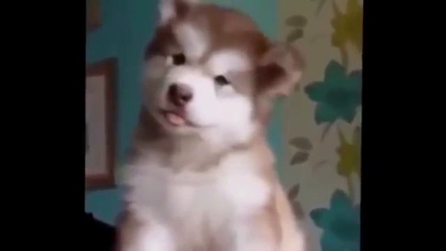 !!!Спорим на 10 рублей что не досмотришь до конца!!! смотреть онлайн