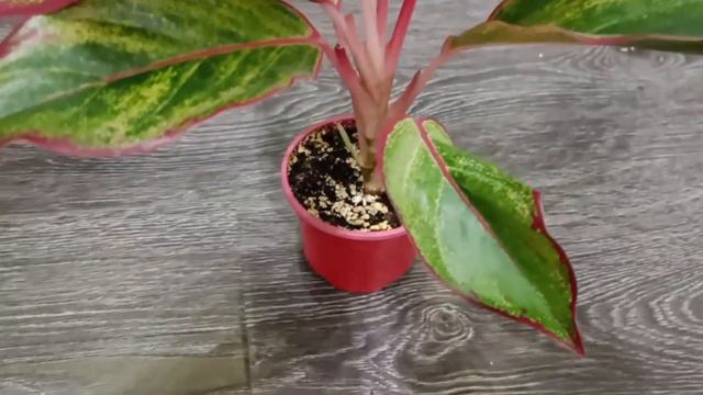 Аглаонема Крит Флейм (Crete Flame) смотреть онлайн