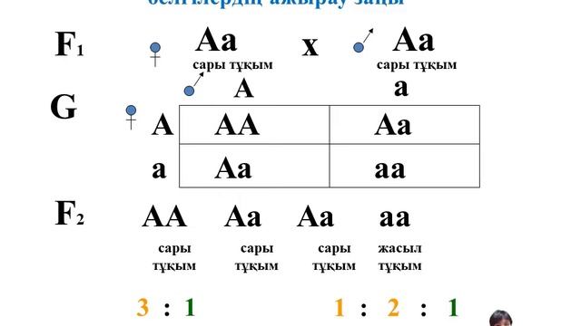 Моногибридті және дигибридті будандастыру кезінде тұқым қуалау заңдылықтары смотреть онлайн