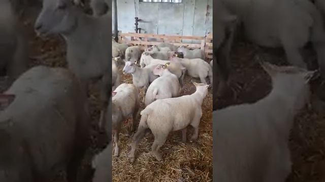 Шароле Французкая селекция БАРАШКИ 3–4 месяца \ Продажа скота из Европы \ ЭЛЬСТАДО смотреть онлайн