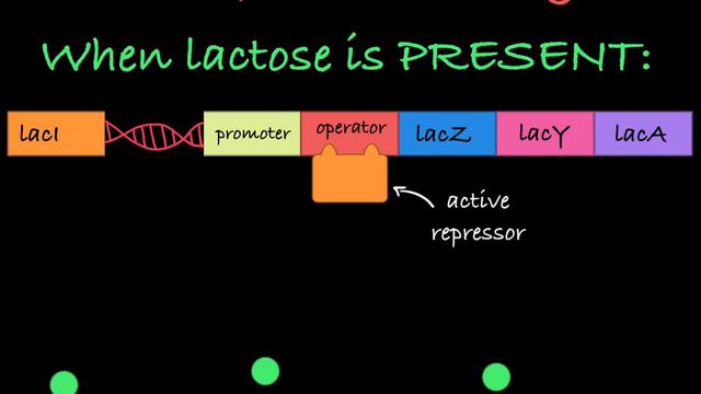 The lac Operon Explained смотреть онлайн