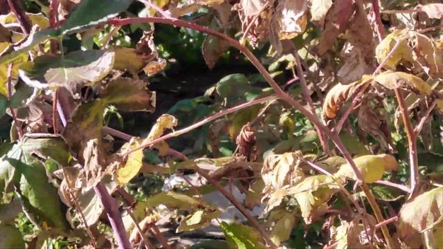 Ч. 134.Укромное местечко Василька. 04.10.20 смотреть онлайн