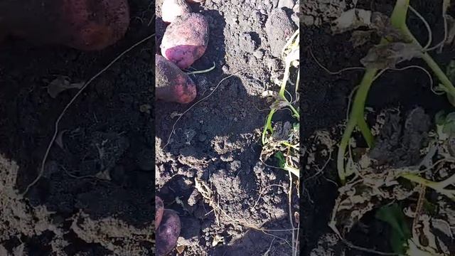 Сажала бульбочки Сарпо-мира. Показываю, что выросло смотреть онлайн