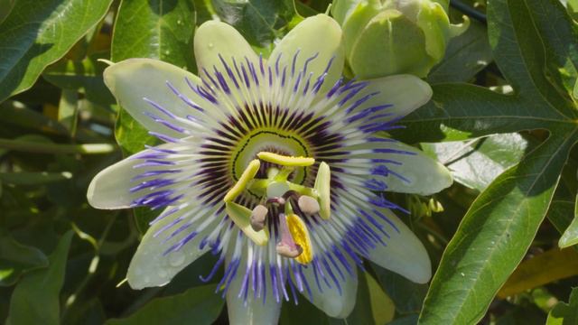 passionflower || passiflora incarnata || смотреть онлайн
