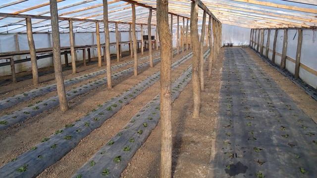 Куда ставить кассетную рассаду клубники,скоро лето) смотреть онлайн