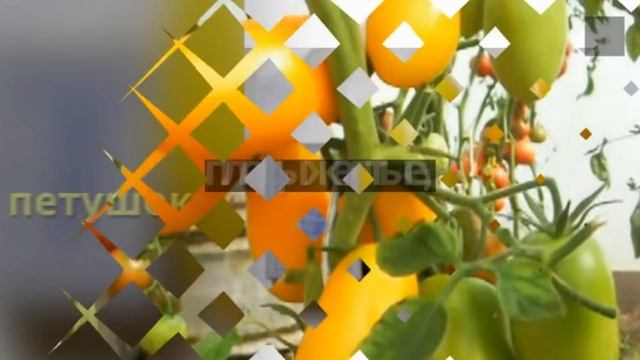 Лучшие сорта помидоров. Советую для выращивания в 2018! смотреть онлайн