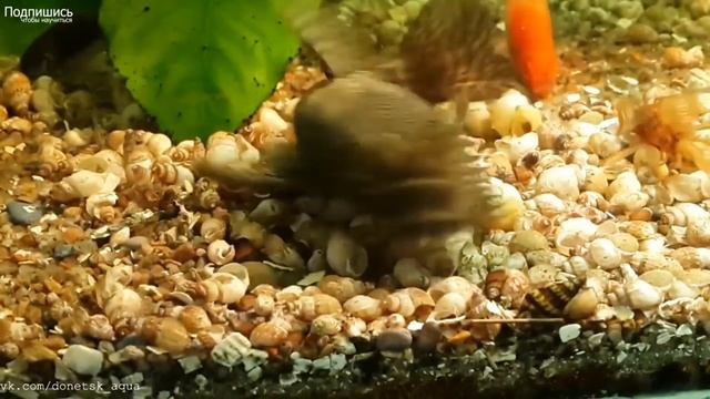 советы как содержать анциструсов, Ancistrus, Zierfische, HOW TO Breed Ancistrus Fish