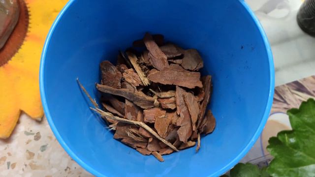 Как я пересаживаю черенки пеларгоний смотреть онлайн