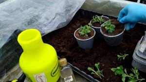 АУБРЕЦИЯ Aubrieta черенкование, и выращивание.