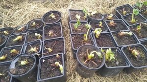 Вы получили рассаду клубники почтой, что с ней делать? // Ягодная Империя Анастасии