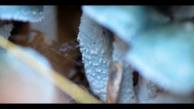 Stropharia caerulea смотреть онлайн