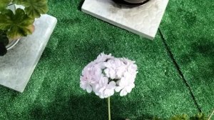 #.464.Прощальное любование моими пеларгониями-ИВ Королева Бирмы,ЕС Персиковый Авантюрин,ЮВ Купидон!