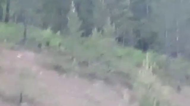 В Усть-Куте вышел медведь смотреть онлайн