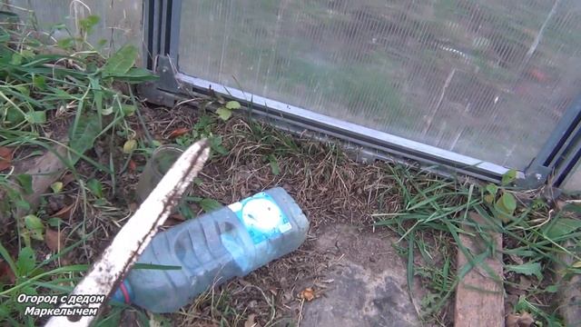 Огород в ноябре 2019. Что делать с сидератами.