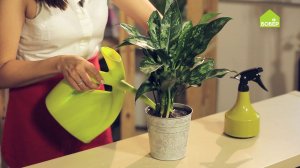 Аглаонема Мария. Как правильно ухаживать и пересадить. Выращиваем комнатные растения