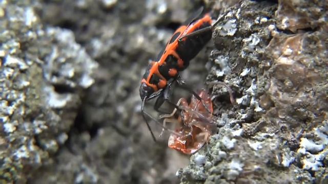 КЛОПЫ КАННИБАЛЫ красноклопы красные солдатики the FIREBUG CANNIBALS Pyrrhocoris apterus