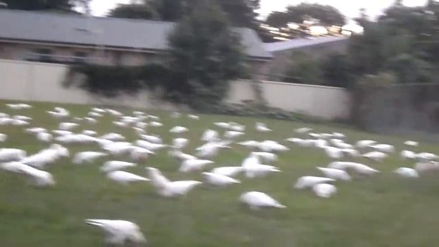 Cacatua tenuirostris/ Носатые какаду смотреть онлайн