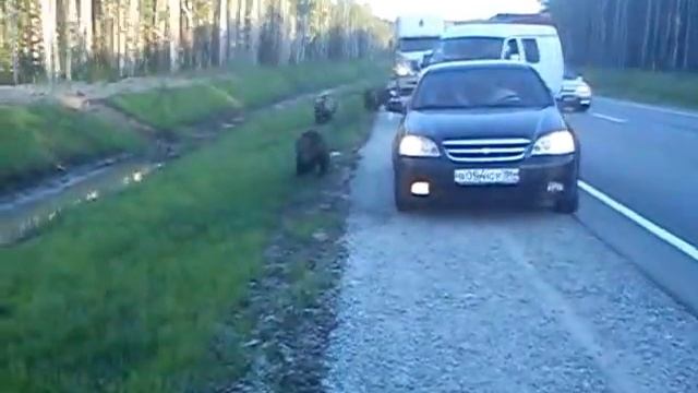 Медведи на дороге Тюмень - Ханты-Мансийск смотреть онлайн
