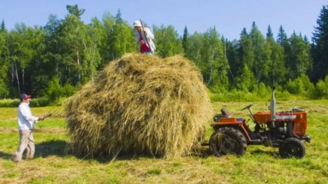 Для хорошего покоса травы.Заготовка хорошего сена. смотреть онлайн